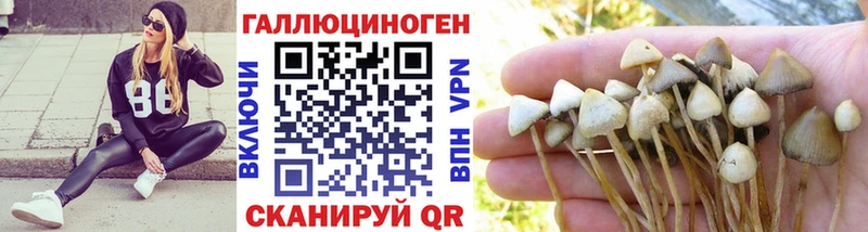Купить закладки  Тосно  Псилоцибиновые грибы MAGIC MUSHROOMS 